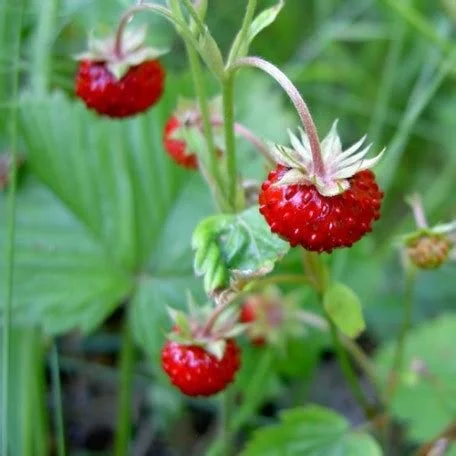 Wild Strawberry — KNPS